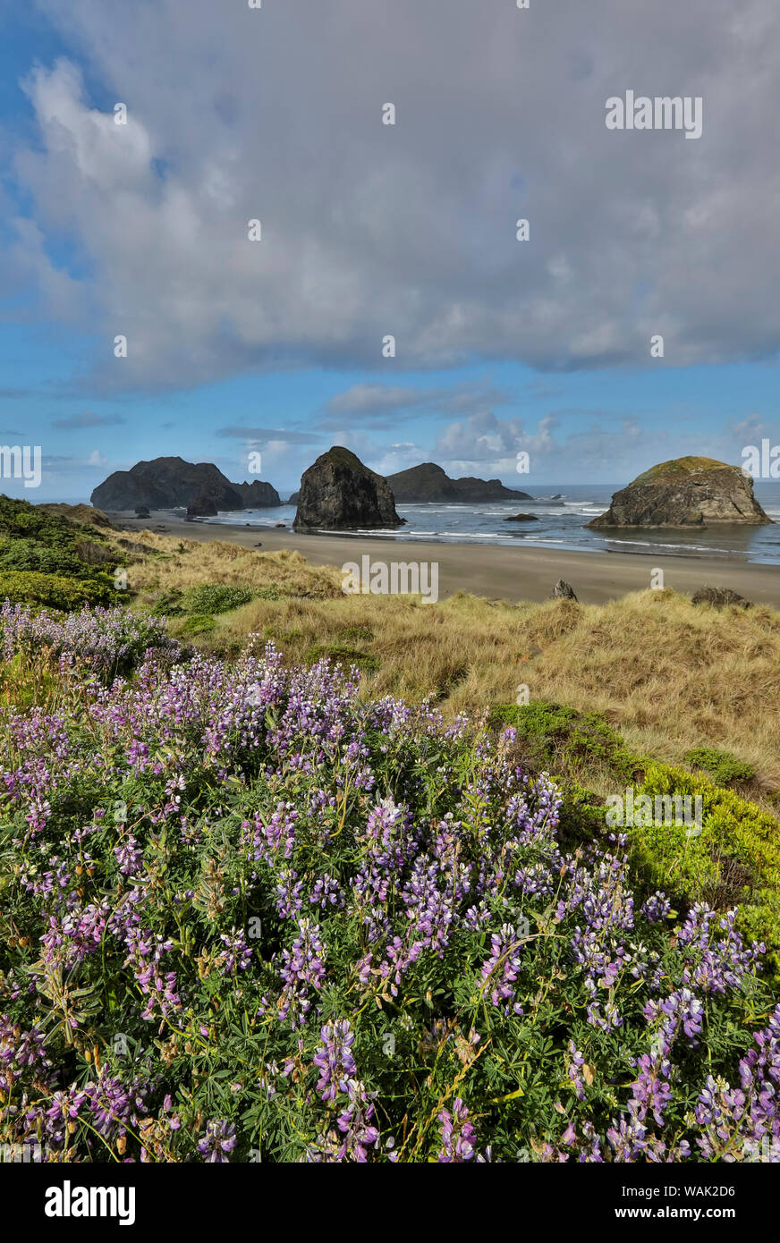 Lupine entlang der südlichen Oregon Küste in der Nähe von Cape Sebastian State Scenic Korridor Stockfoto