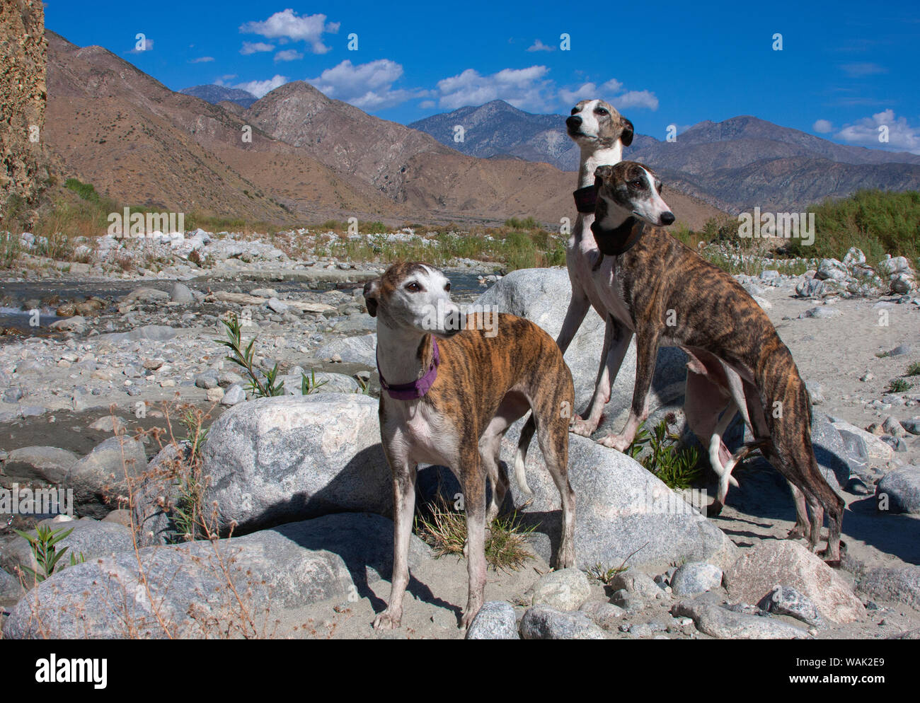 Drei whippets stehend durch einen Bach (PR) Stockfoto