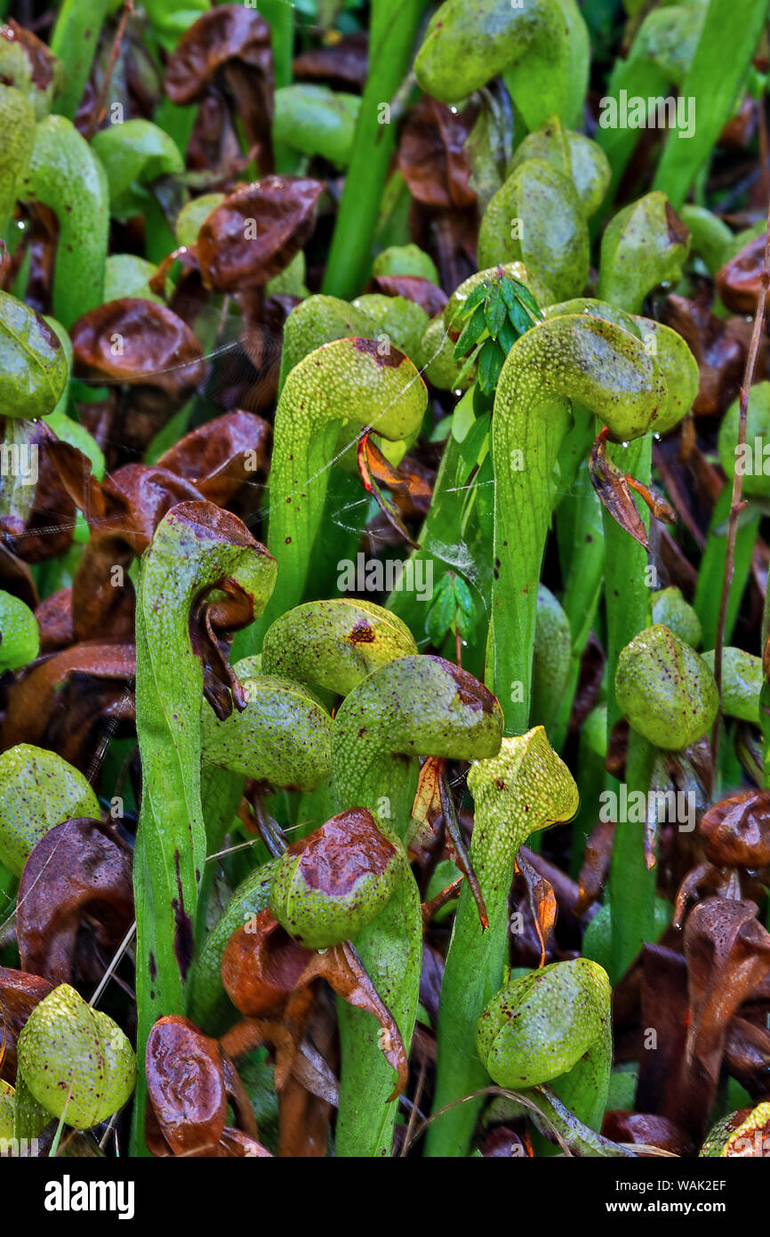 Darlingtonia Kannenpflanze in Darlingtonia Staat natürlichen Standort, Oregon Stockfoto