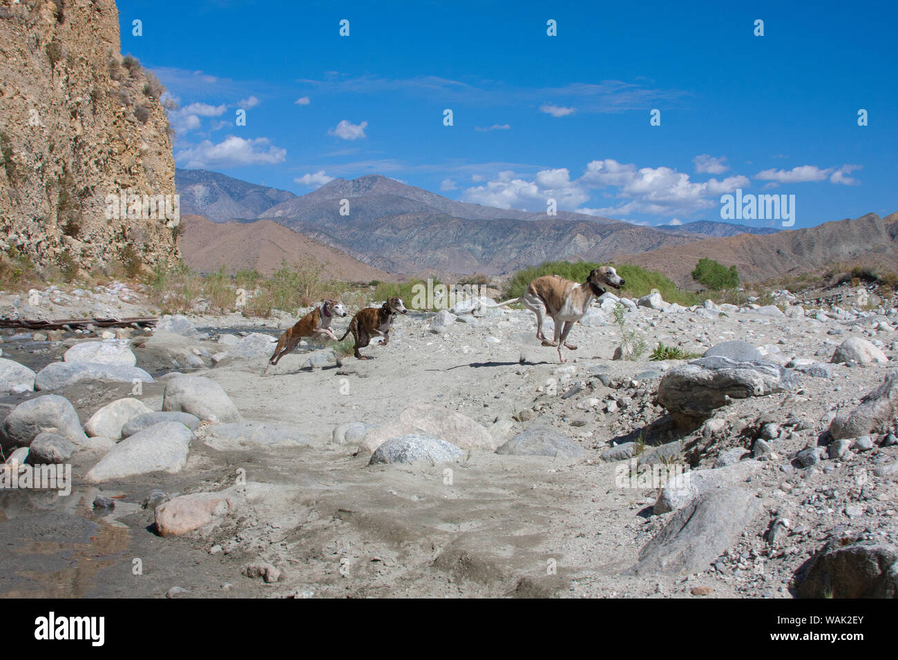 Drei whippets Racing durch einen Bach (PR) Stockfoto