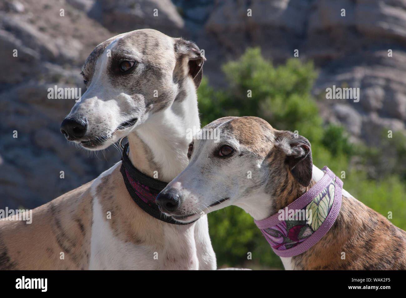 Zwei whippets (PR) Stockfoto