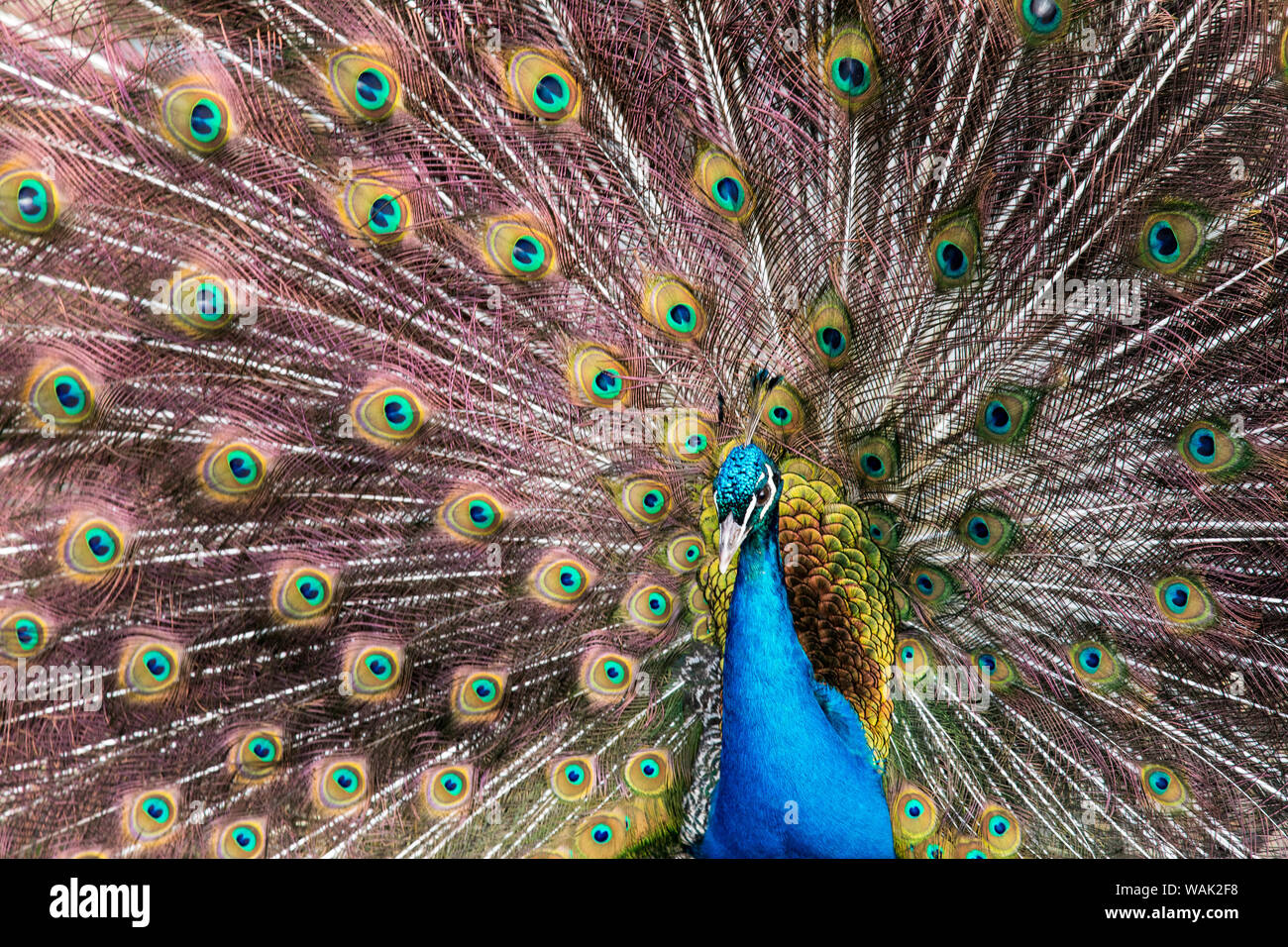 Männliche Pfau ein aufspleissen seine Schwanzfedern Stockfoto