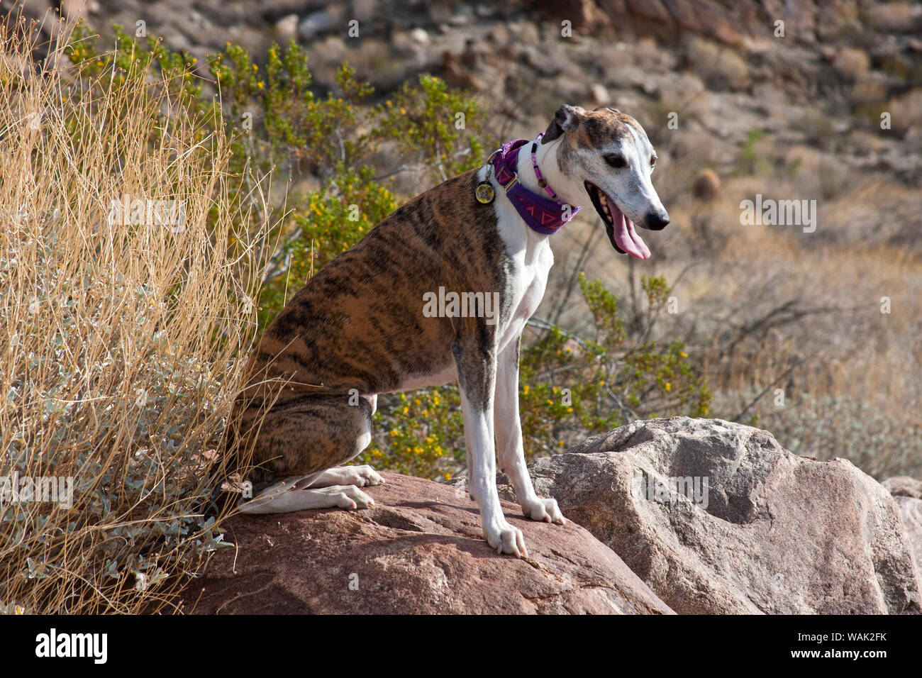 Whippet auf einem Stein saß (PR) Stockfoto