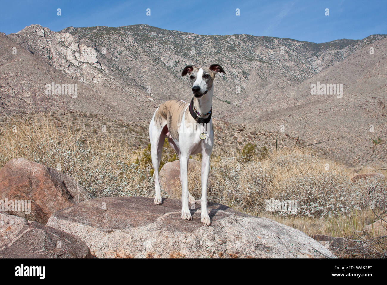Whippet steht auf einem Felsen (PR) Stockfoto