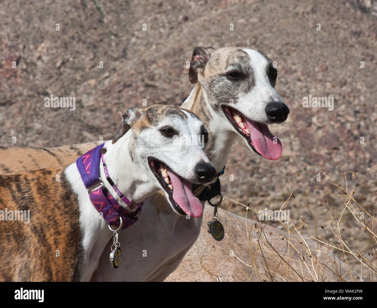 Zwei whippets in der Colorado Wüste (PR) Stockfoto