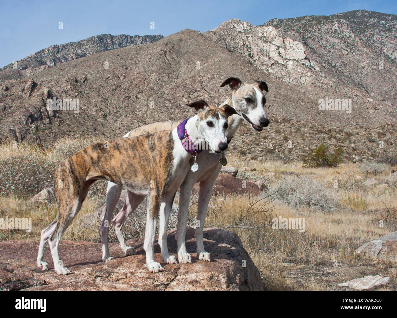 Zwei whippets in der Colorado Wüste (PR) Stockfoto
