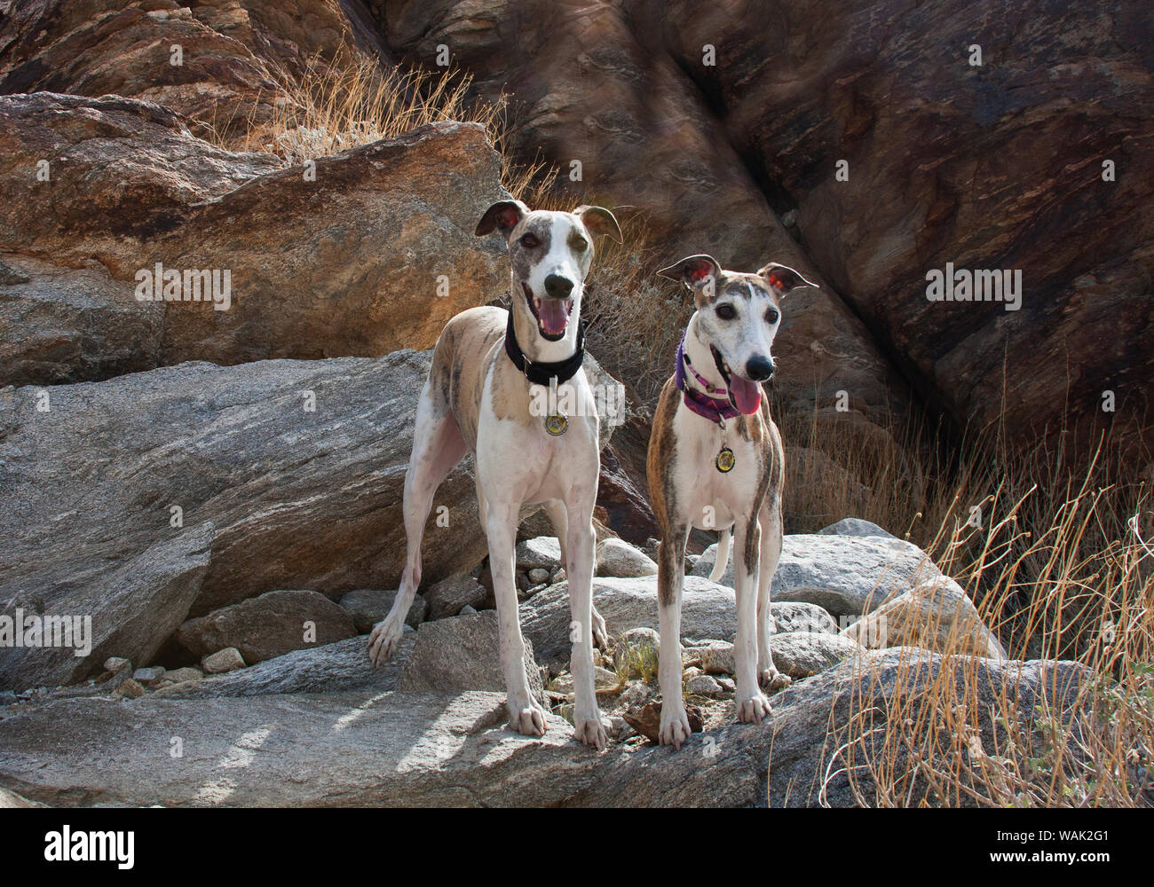 Zwei whippets in der Colorado Wüste (PR) Stockfoto