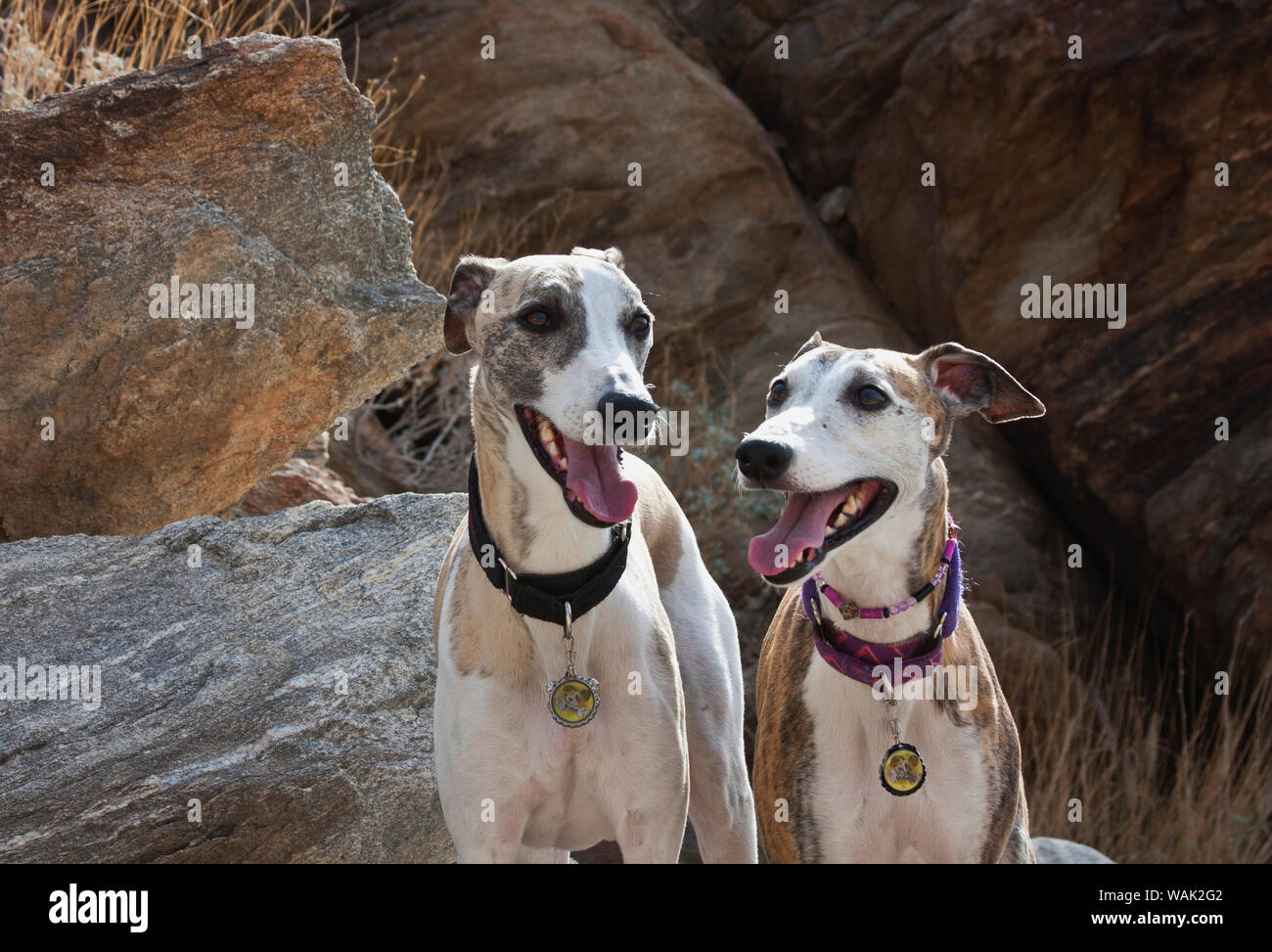 Zwei whippets in der Colorado Wüste (PR) Stockfoto