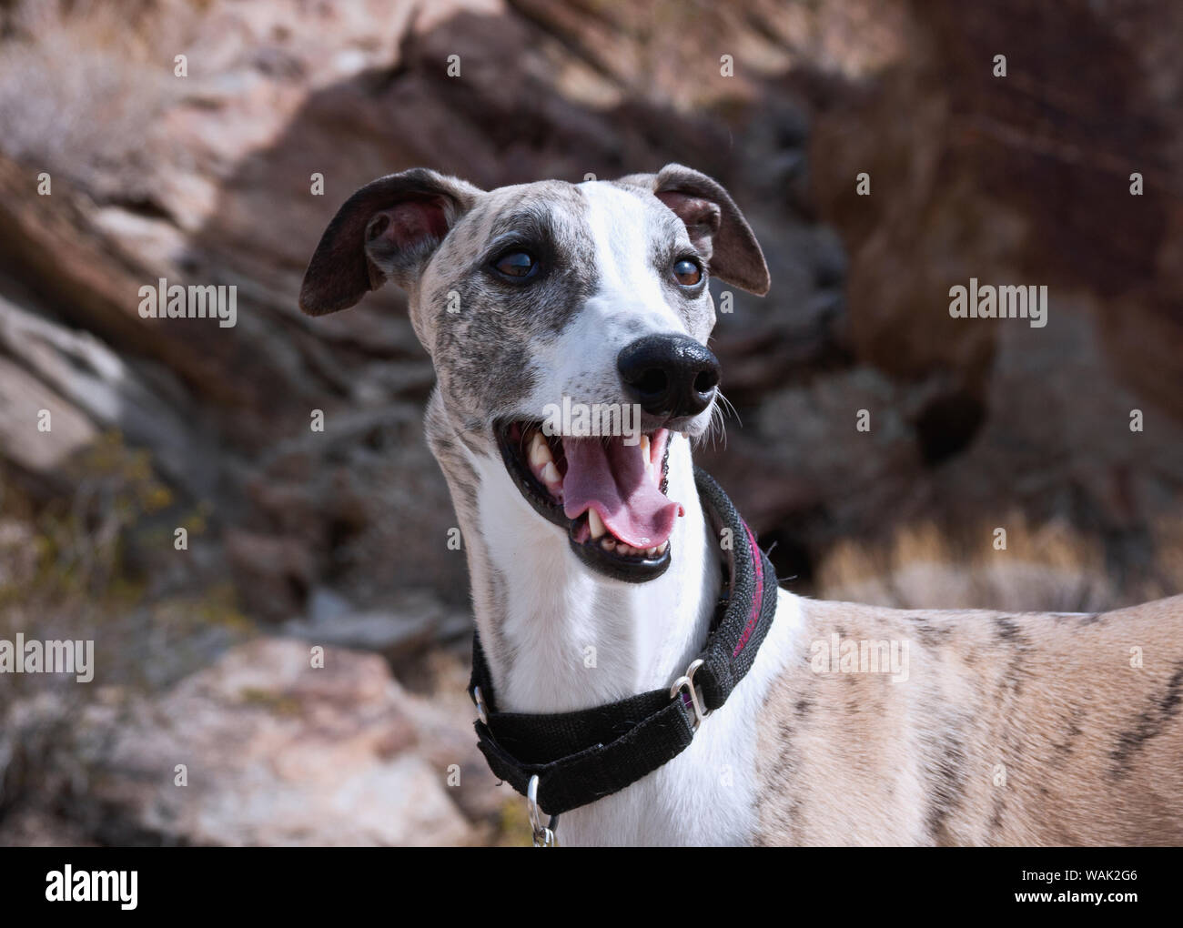 Porträt einer Whippet (PR) Stockfoto