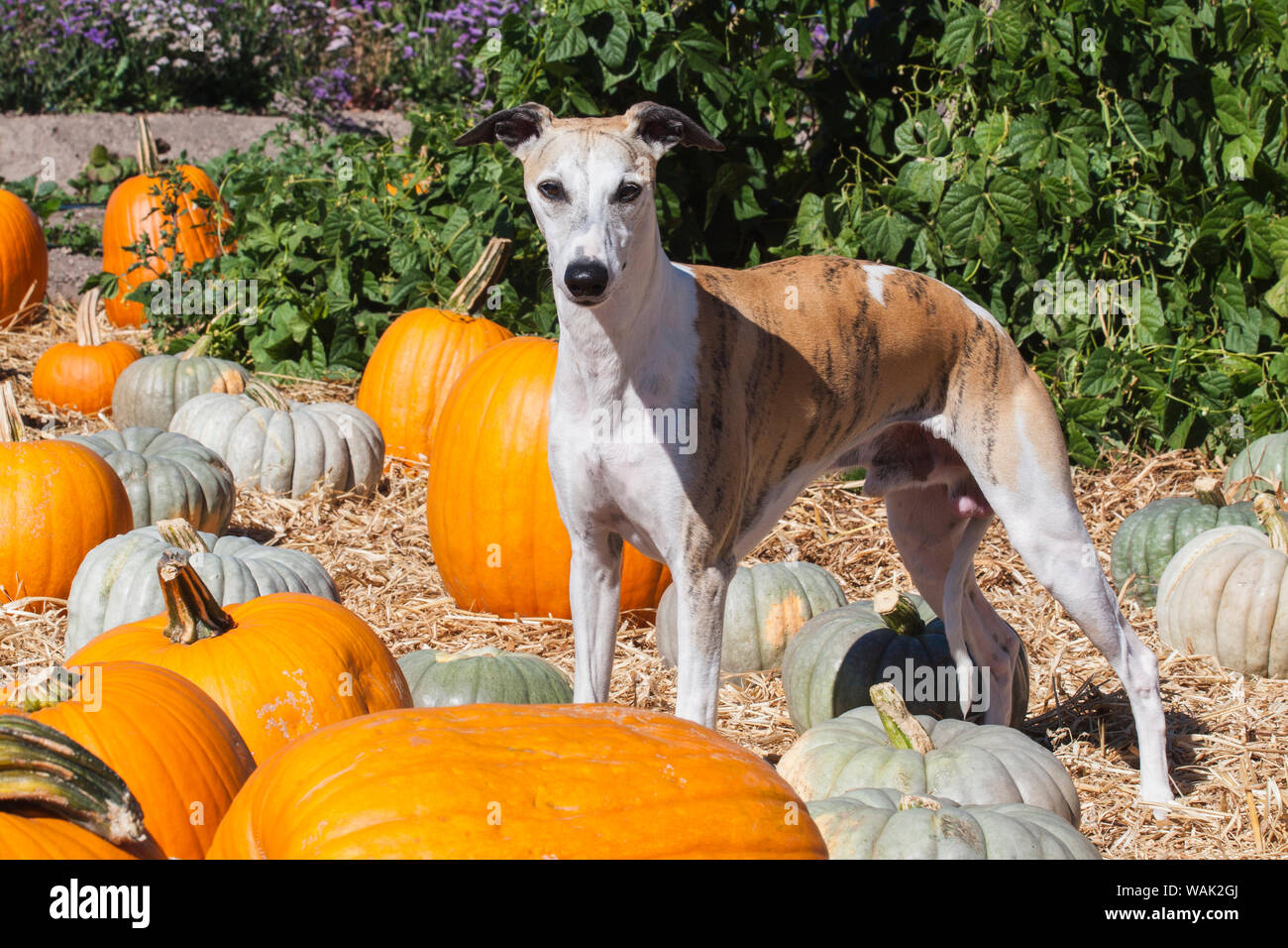 Whippet in einem Pumpkin Patch (PR) Stockfoto