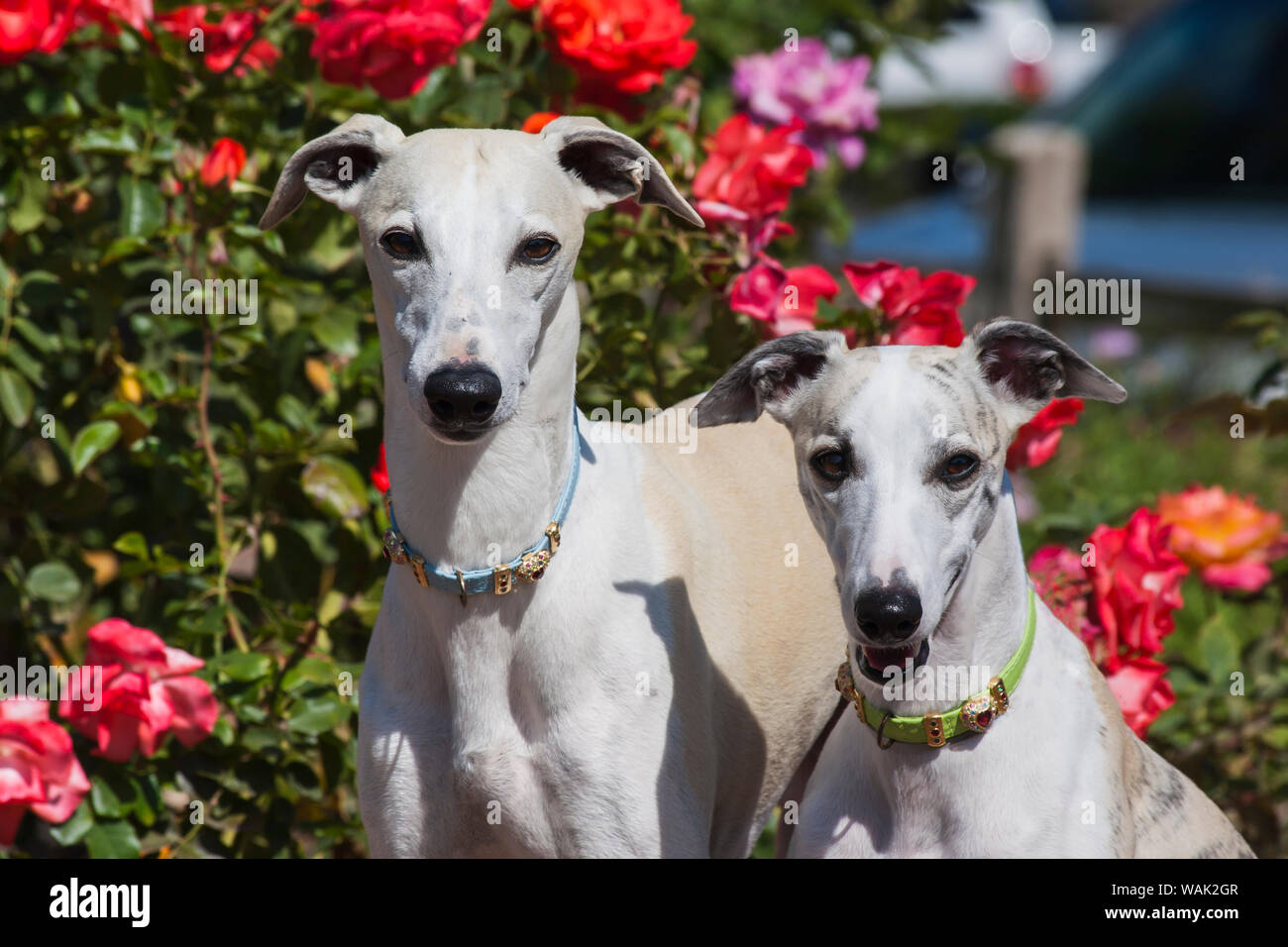 Zwei whippets vor der Rosen (PR) Stockfoto