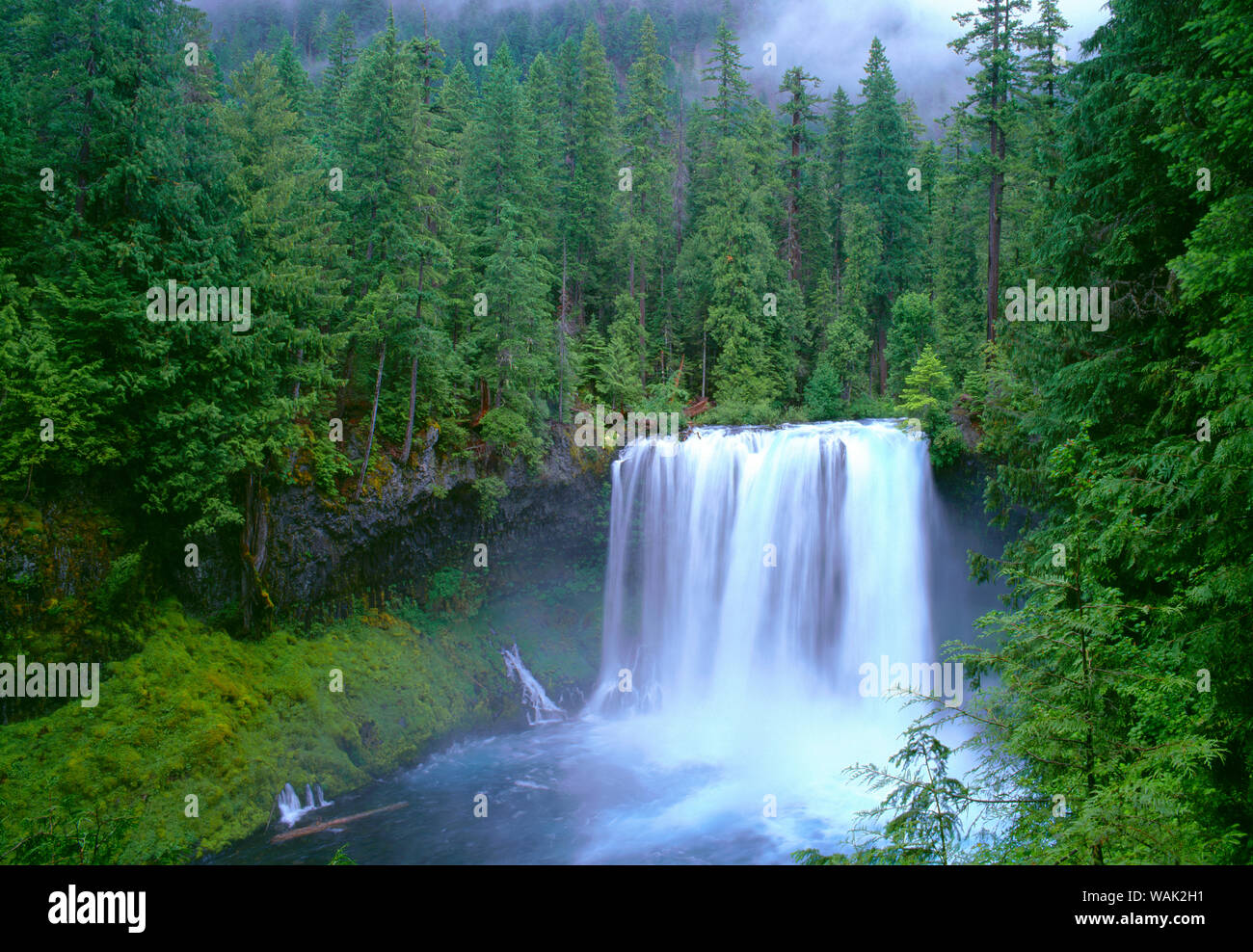 USA, Oregon, Willamette National Forest. McKenzie River stürzt über Koosah fällt im Frühjahr. Stockfoto