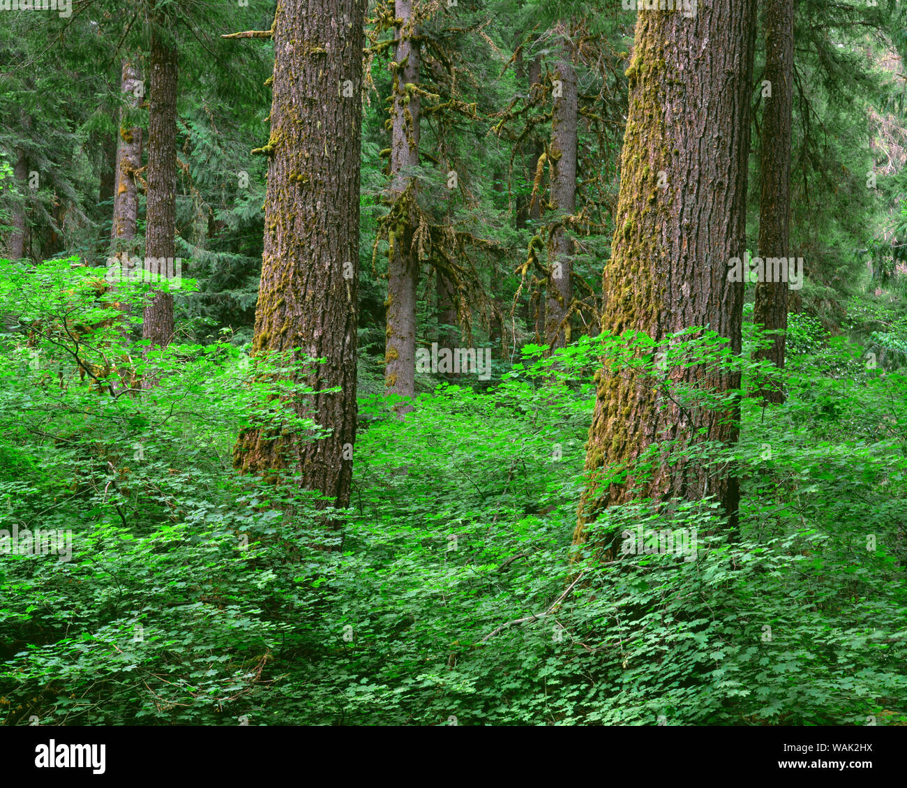 USA, Oregon, Willamette National Forest. In uralten Wald von Douglasie und Western Hemlock mit weinstock Ahorn Frühling im Unterwuchs Stockfoto