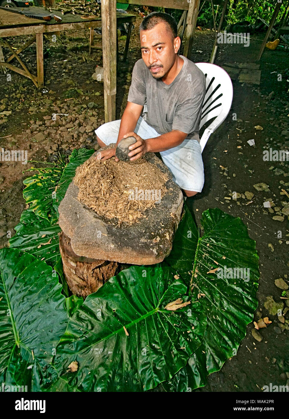 Kosrae, Mikronesien (FSM). Man zerstößt sakau (Kava), root verwendet eine milde berauschenden und Getränk zu machen. (Redaktionelle nur verwenden) Stockfoto