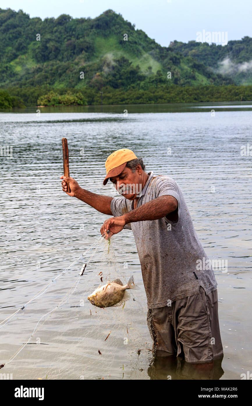Kosrae, Mikronesien (FSM). Mann betäubt frisch gefangenen rabbitfish, lokal bekannt als mulap, beim Fischen von Net im flachen Wasser am Strand. (MR) Stockfoto