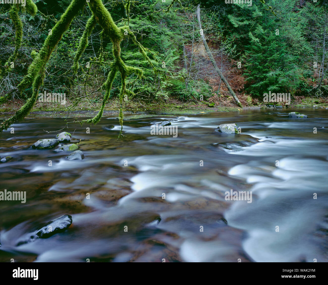 USA, Oregon, Mount Hood National Forest. Salmon-Huckleberry Wüste, Salmon River, eine föderativ benannten Wild und Scenic River und den umliegenden Wald im Herbst. Stockfoto