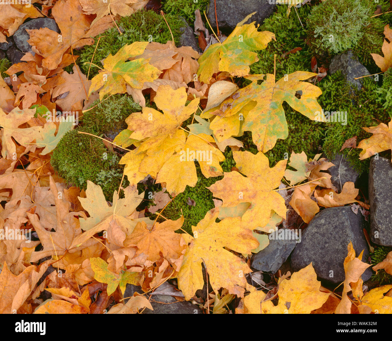 USA, California, Columbia River Gorge National Scenic Area. Blätter im Herbst von bigleaf Maple auf dem Boden mit bemoosten Felsen. Stockfoto