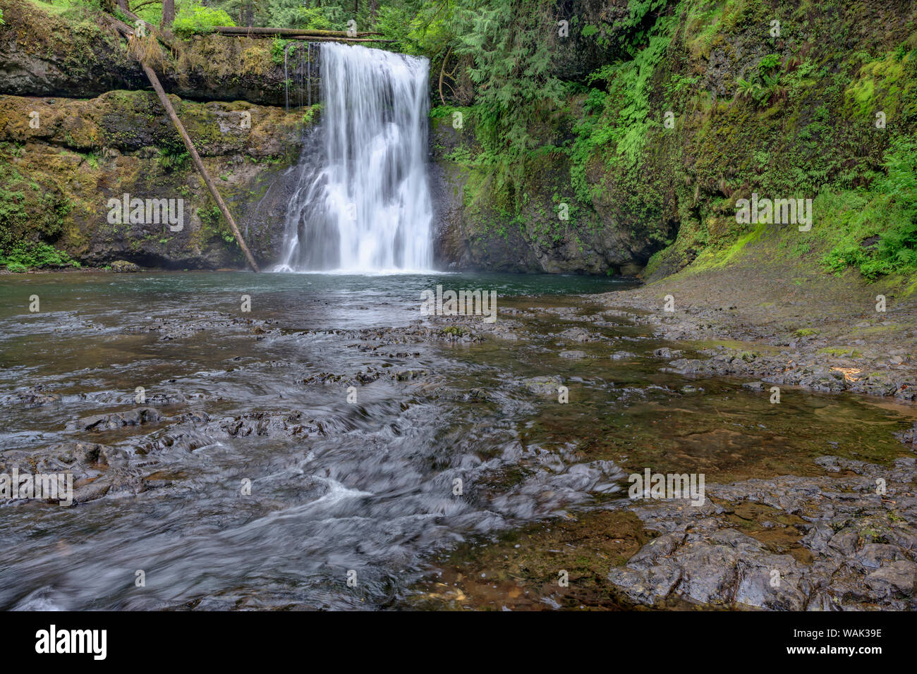 USA, Oregon, Silver Falls State Park. Feder des North Fork Silver Creek stürzt 65 Meter am oberen Norden fällt. Stockfoto