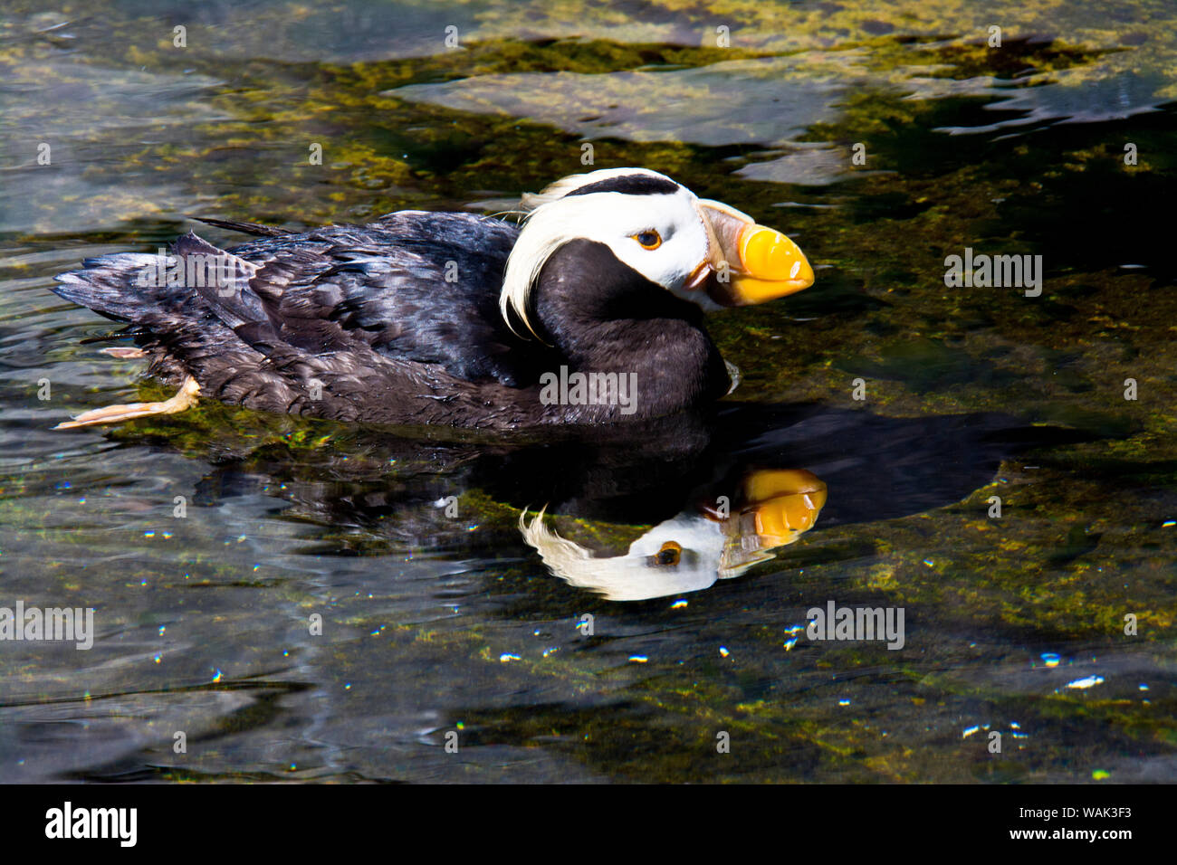 Puffin schwimmen, Oregon Coast Aquarium, Newport, Oregon, USA. Stockfoto