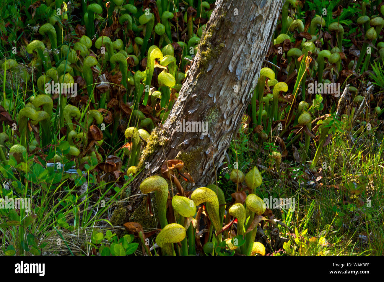Cobra Lily, darlingtonia californica, darlingtonia Staat natürlichen Standort, Heceta Beach, Oregon, USA. Stockfoto