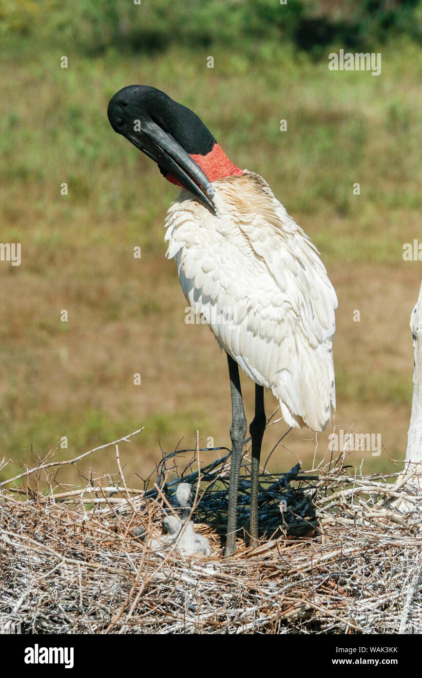 Pantanal, Mato Grosso, Brasilien. Jabiru Putzen in Ihrer grossen Nest voller Küken. Stockfoto