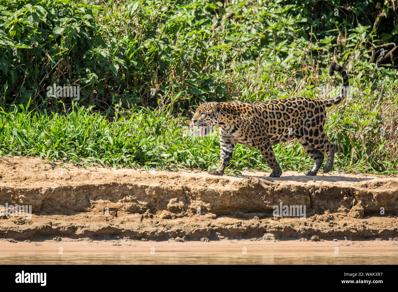 Pantanal, Mato Grosso, Brasilien. Weibliche Jaguar auf der Jagd nach kaiman in Cuiaba River. Stockfoto