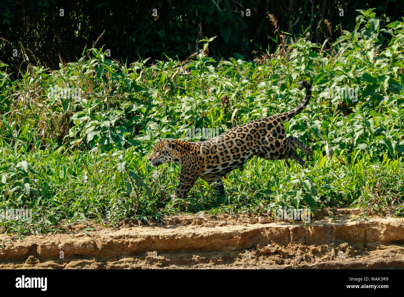 Pantanal, Mato Grosso, Brasilien. Mutter Jaguar nach Caiman yacare für sich und Ihre zwei Jungen, entlang der Cuiaba River. Stockfoto