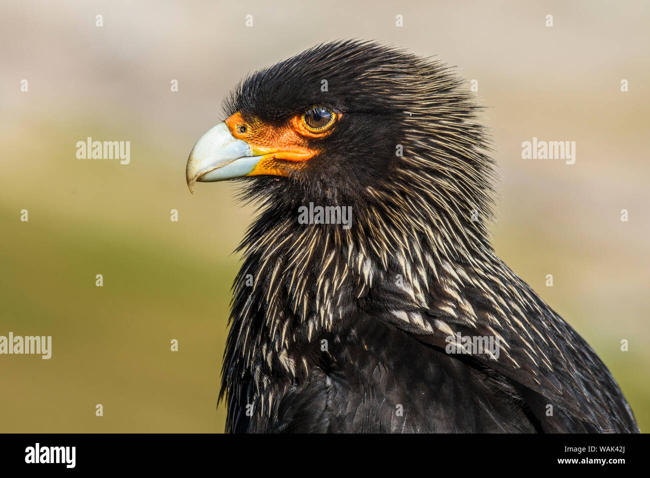 Falklandinseln, Saunders Island. Südlicher Karakara portrait. Stockfoto