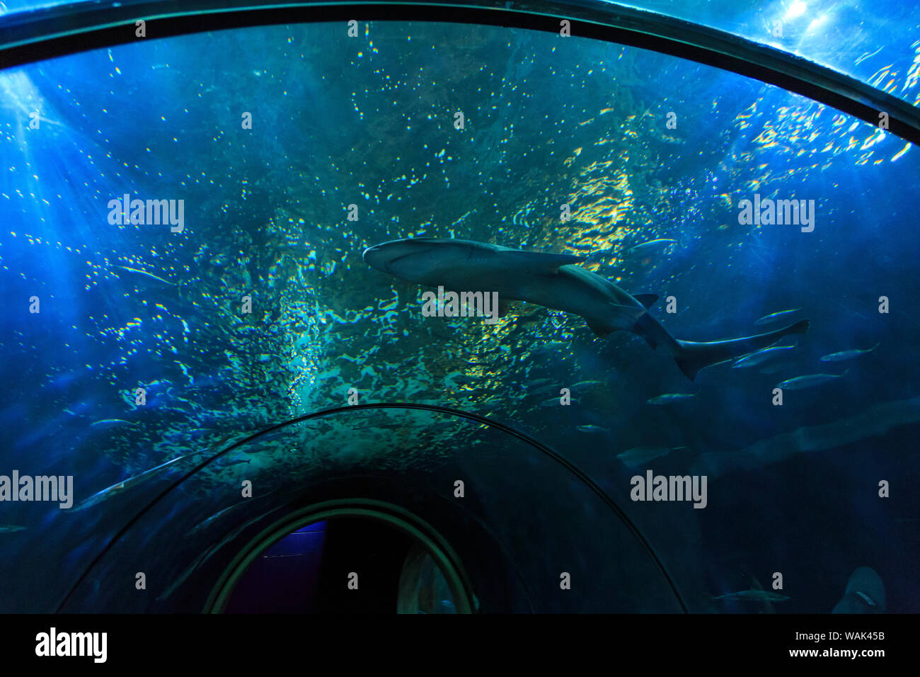 Oregon Coast Aquarium, Newport, Oregon, USA Stockfoto