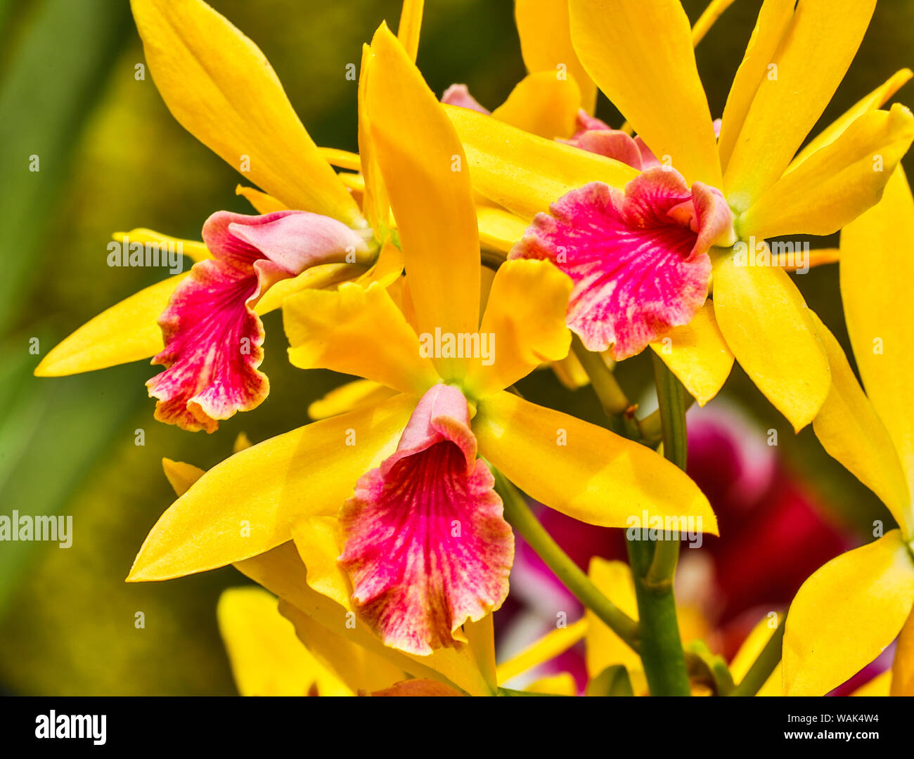 USA, Pennsylvania Kennett Square. Orchid Stockfoto