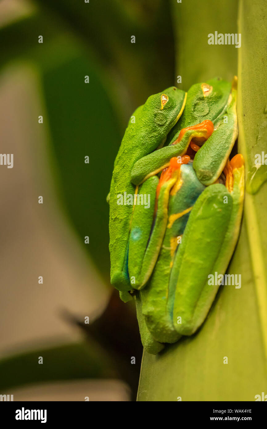 Costa Rica, La Paz River Valley, La Paz Wasserfall Garten. Zwei unverlierbaren red-eyed Tree frogs Verpaarung. Credit: Cathy & Gordon Illg/Jaynes Galerie/DanitaDelimont.com Stockfoto