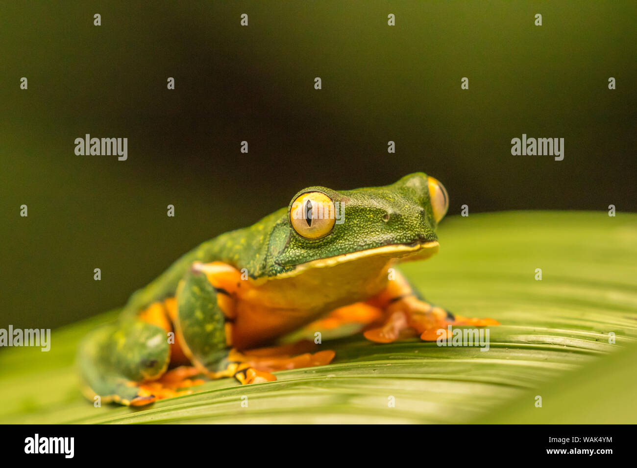 Costa Rica, La Paz River Valley, La Paz Wasserfall Garten. Captive splendid leaf Frog auf Blatt. Credit: Cathy & Gordon Illg/Jaynes Galerie/DanitaDelimont.com Stockfoto