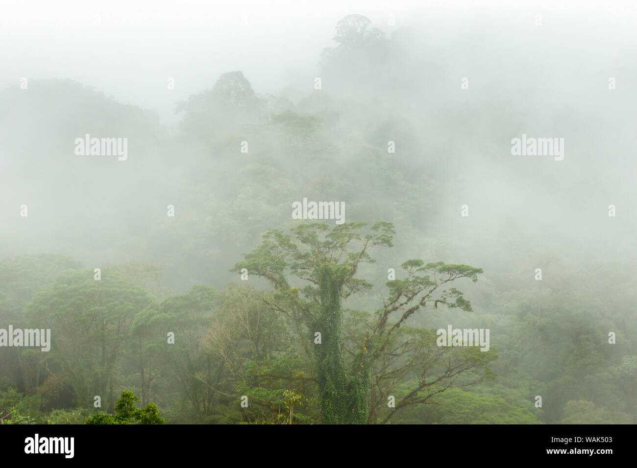 Costa Rica, La Paz River Valley, La Paz Wasserfall Garten. Nebel über den Regenwald. Credit: Cathy & Gordon Illg/Jaynes Galerie/DanitaDelimont.com Stockfoto