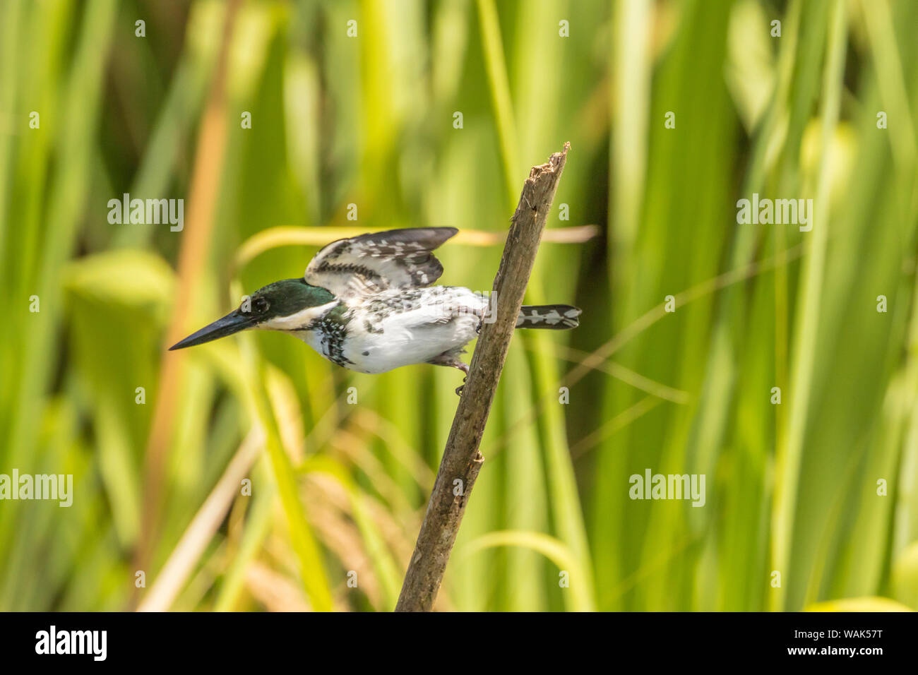 Costa Rica Arenal See. Green Kingfisher auf Gliedmaßen. Credit: Cathy & Gordon Illg/Jaynes Galerie/DanitaDelimont.com Stockfoto