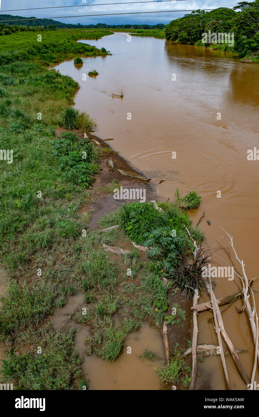 Amerikanische Krokodile, Tarcoles Fluss, Puntarenas, Costa Rica Stockfoto