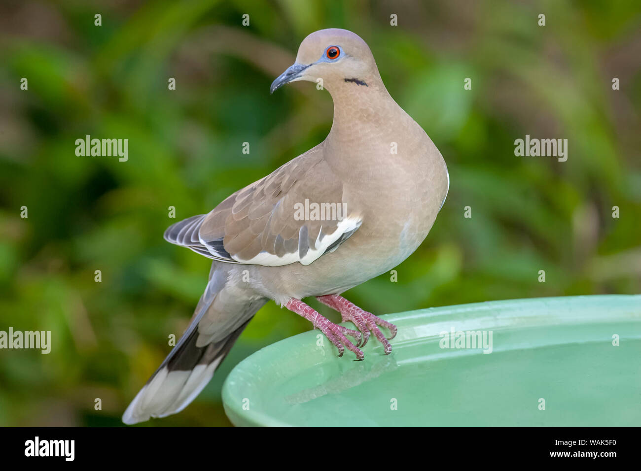 Houston, Texas, USA. White-winged dove thront auf einem Birdbath. Stockfoto