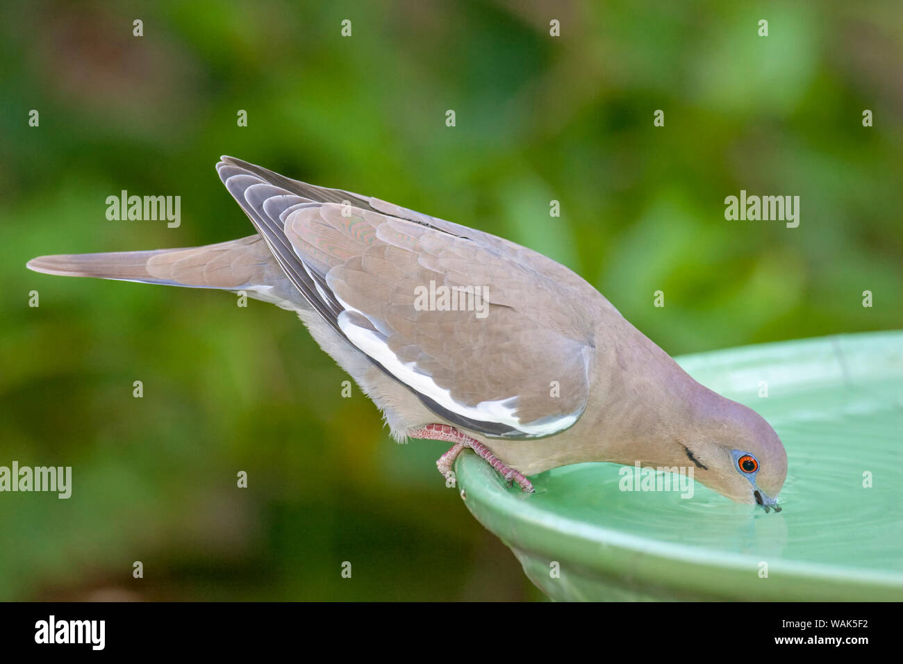 Houston, Texas, USA. White-winged dove trinken aus einem Birdbath. Stockfoto