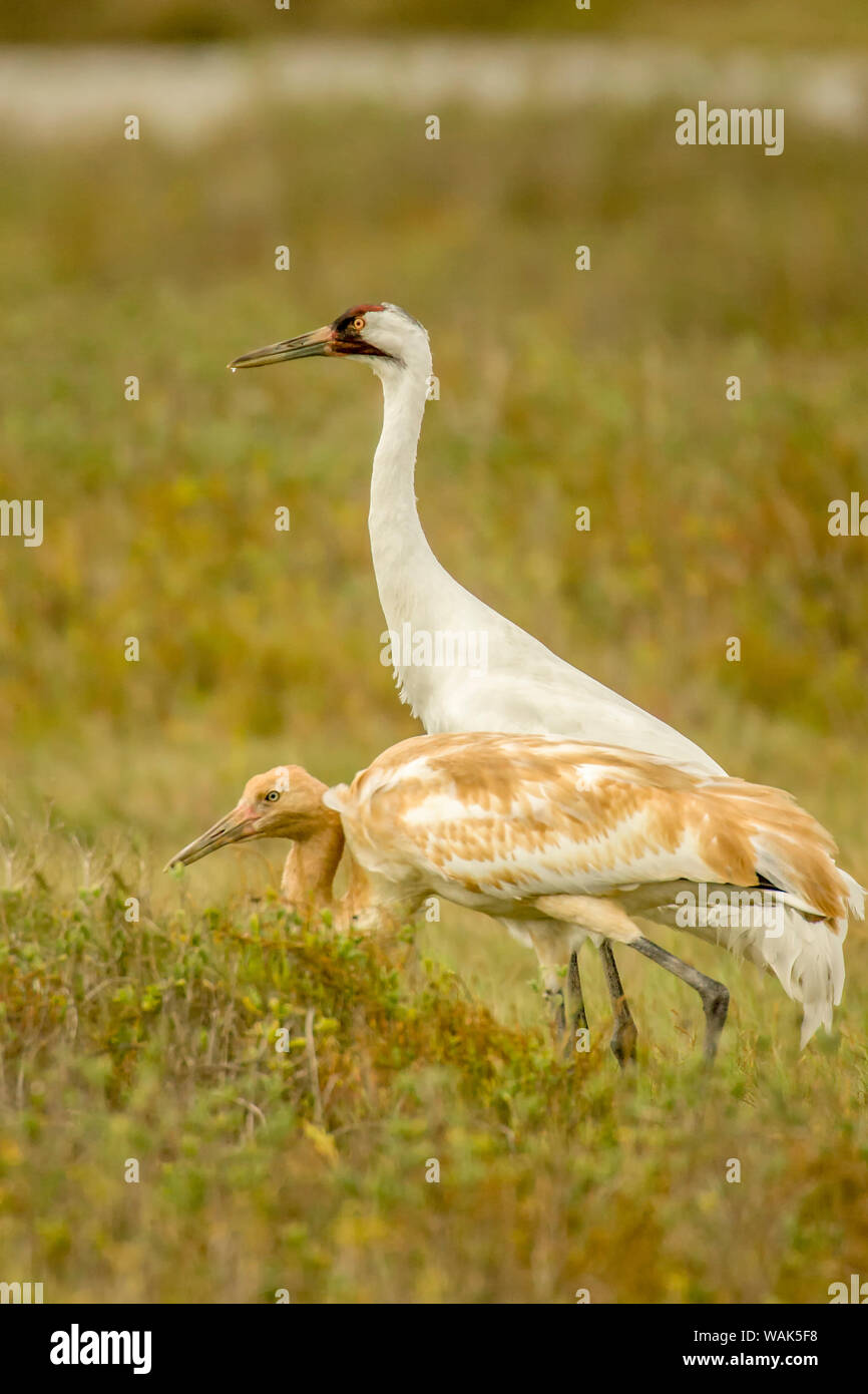 Aransas National Wildlife Refuge an der Golfküste von Texas, USA. Erwachsenen und Jugendlichen Schreikraniche. Stockfoto