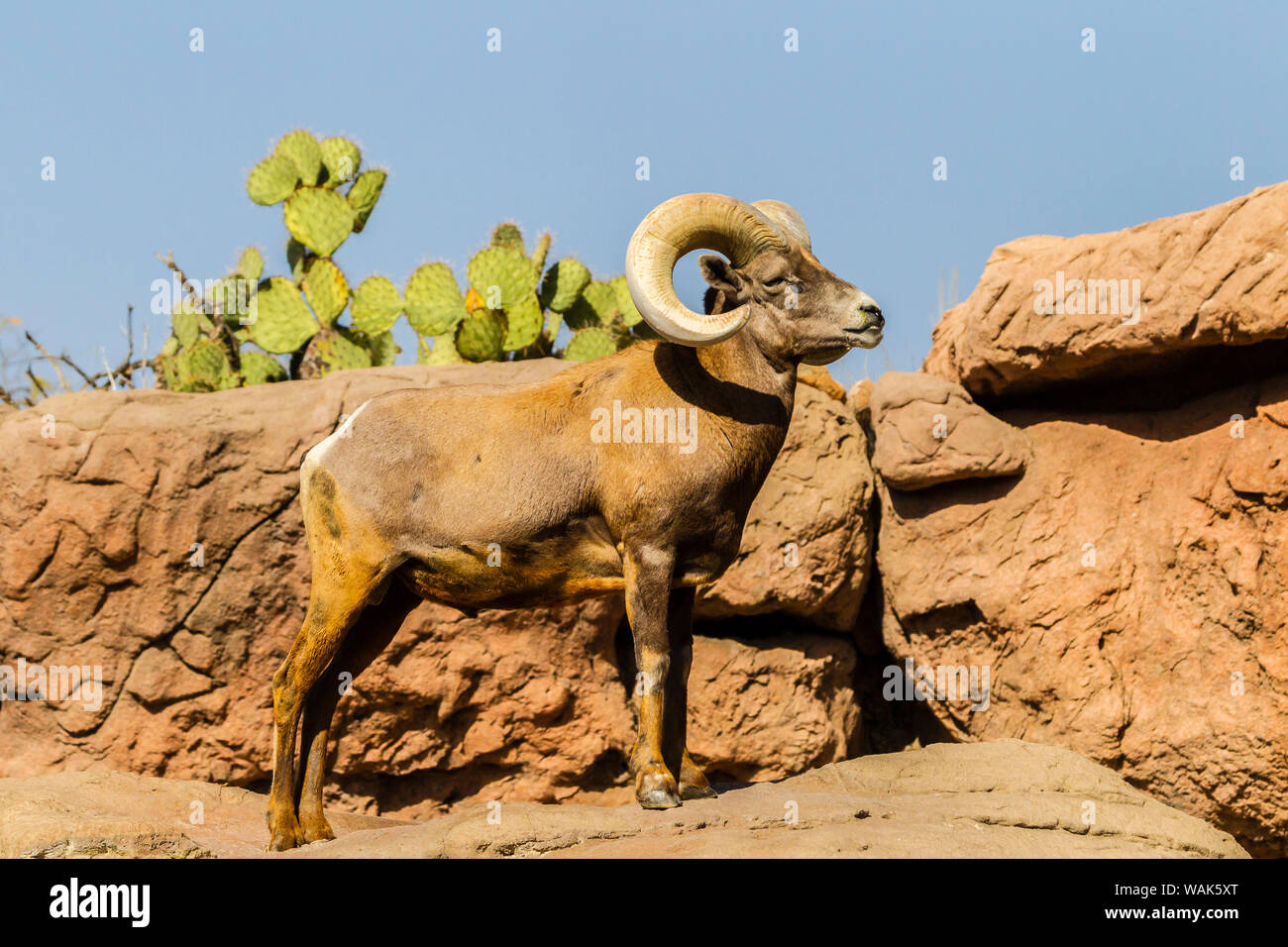 USA, Arizona, Arizona-Sonora Desert Museum. Desert bighorn Ram. Credit: Cathy und Gordon Illg/Jaynes Galerie/DanitaDelimont.com Stockfoto