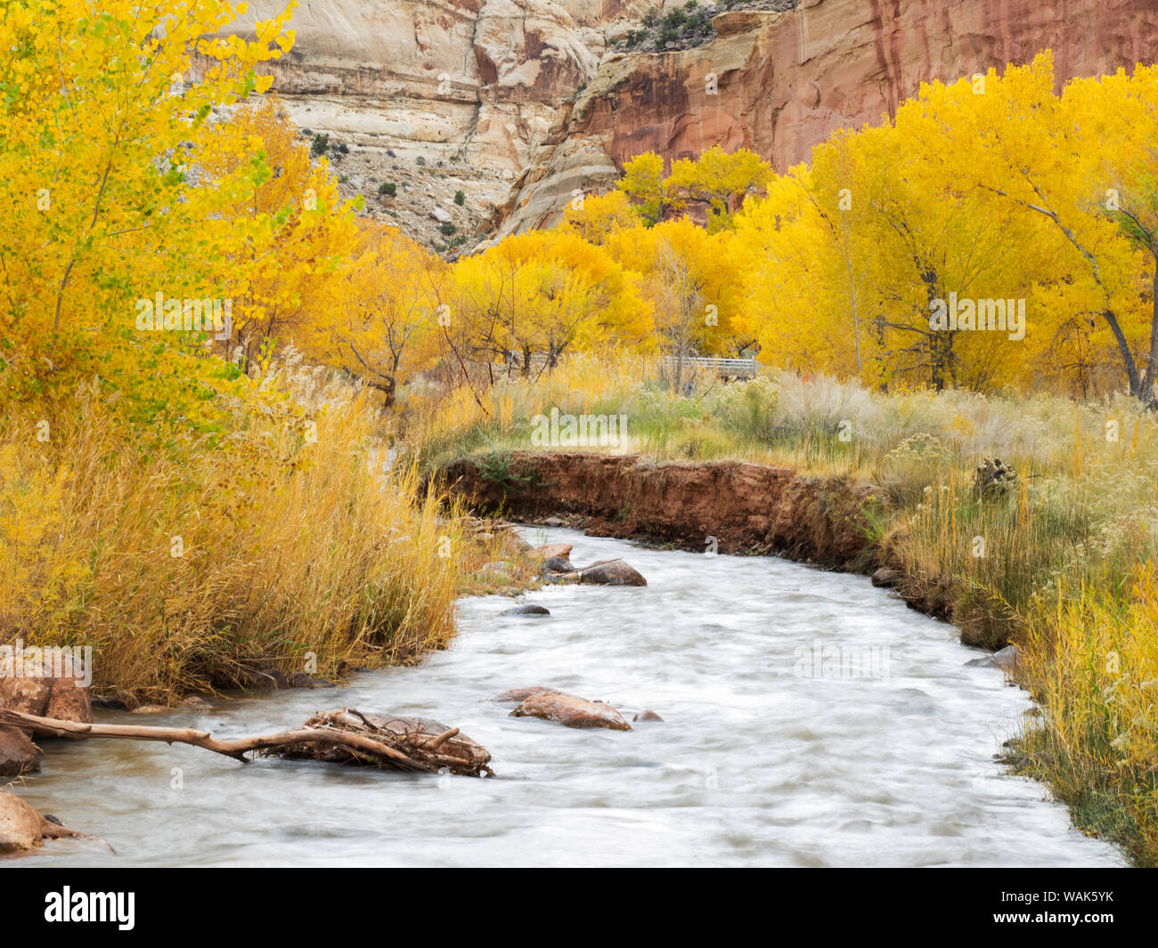 USA, Utah. Capitol Reef National Park, Fremont River und Golden Fremont Cottonwood Bäumen Stockfoto