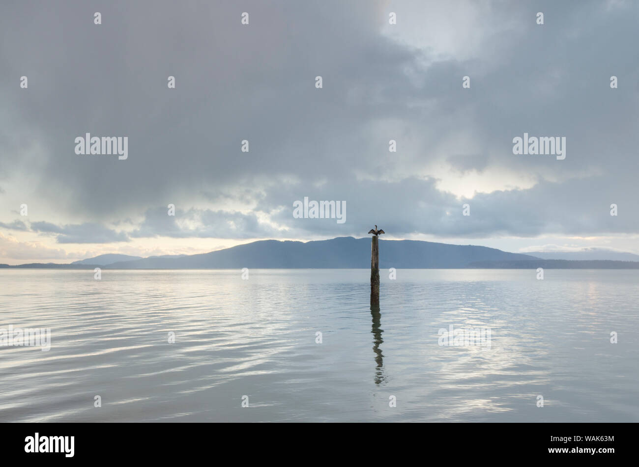Kormoran thront auf Stapeln in Bellingham Bay, Washington State. Lummi Island in der Ferne Stockfoto
