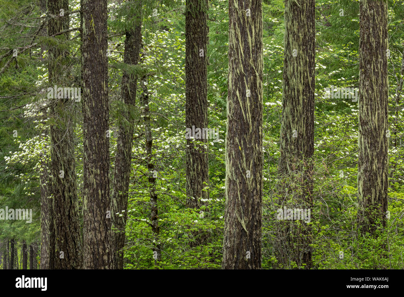 USA, Washington State, Gifford Pinchot National Forest. Douglasie und Pazifik hartriegel. Credit: Don Paulson/Jaynes Galerie/DanitaDelimont.com Stockfoto