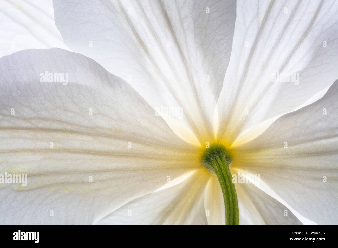 USA, Washington State, seabeck. Clematis blühen Close-up. Credit: Don Paulson/Jaynes Galerie/DanitaDelimont.com Stockfoto