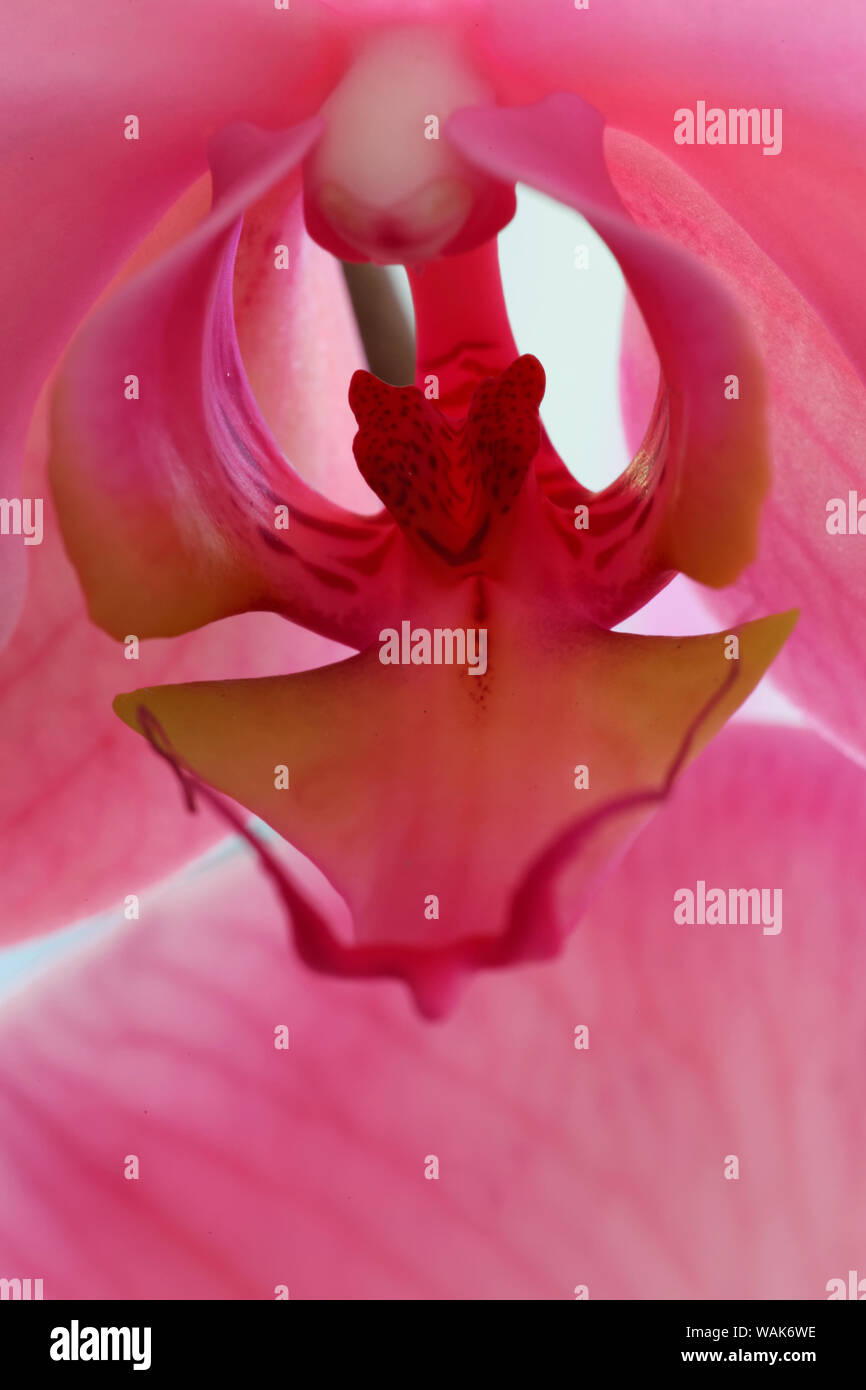 USA, Kalifornien. Detail der rosa Orchidee. Kredit als: Dennis Flaherty/Jaynes Galerie/DanitaDelimont.com Stockfoto