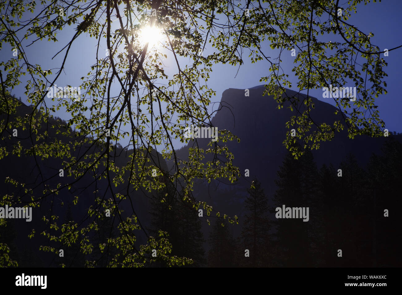 USA, Kalifornien, Yosemite National Park. Half Dome durch Baum in den frühen Morgenstunden gesehen. Kredit als: Dennis Flaherty/Jaynes Galerie/DanitaDelimont.com Stockfoto