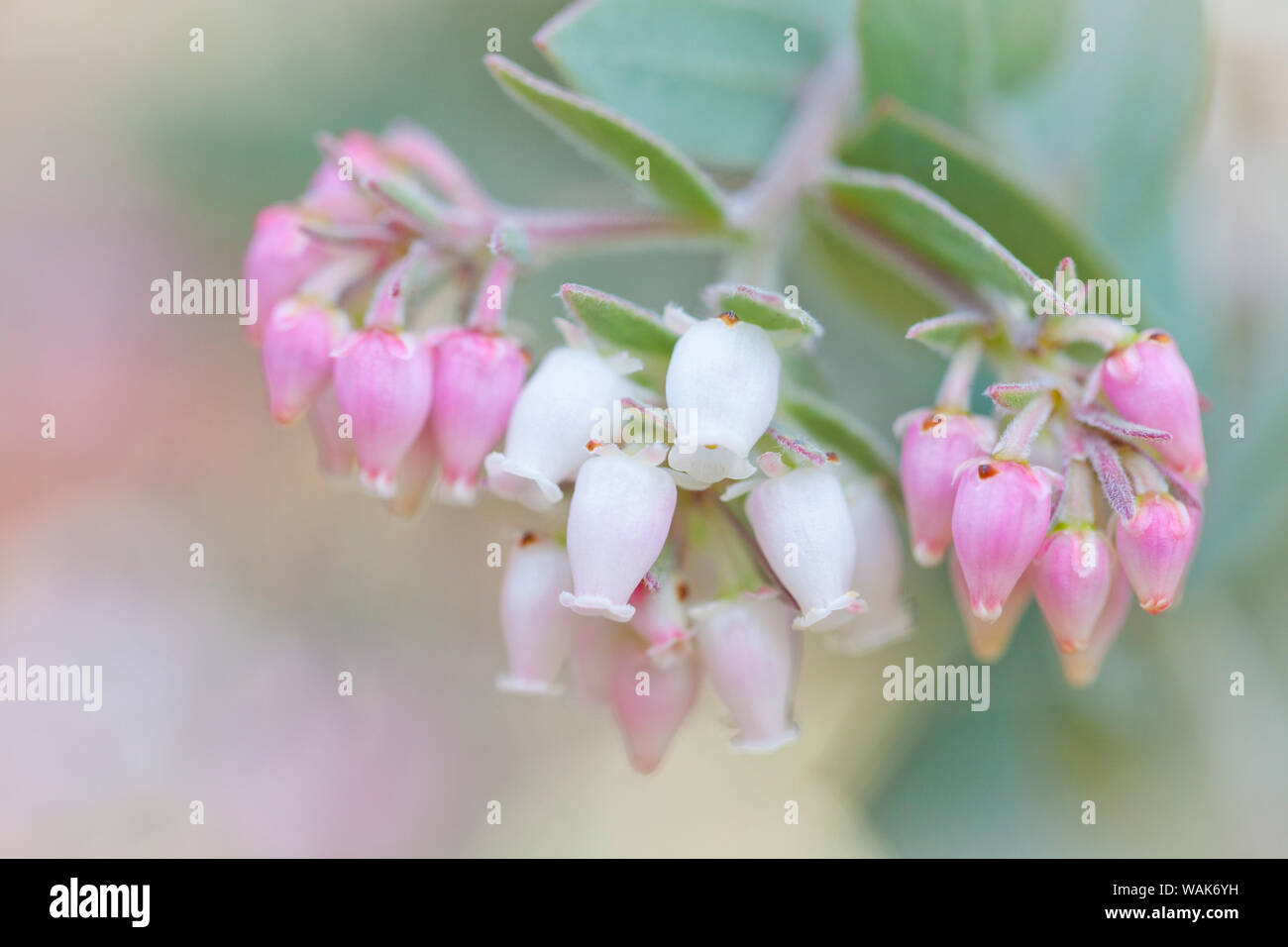 Manzanita Blumen, Gattung Arctostaphylos, Mount Diablo State Park Stockfoto