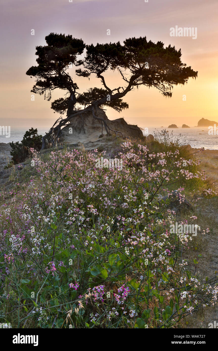 Cypress Baum bei Sonnenuntergang entlang der nördlichen Küste von Kalifornien, Crescent City, Kalifornien Stockfoto