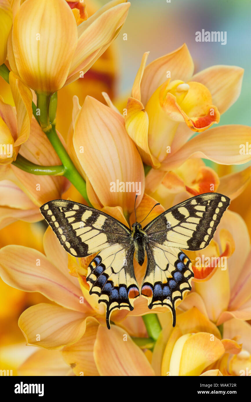 Alte Welt Schwalbenschwanz, Pieris Rapae, Schmetterling auf große goldene Cymbidium Orchidee Stockfoto