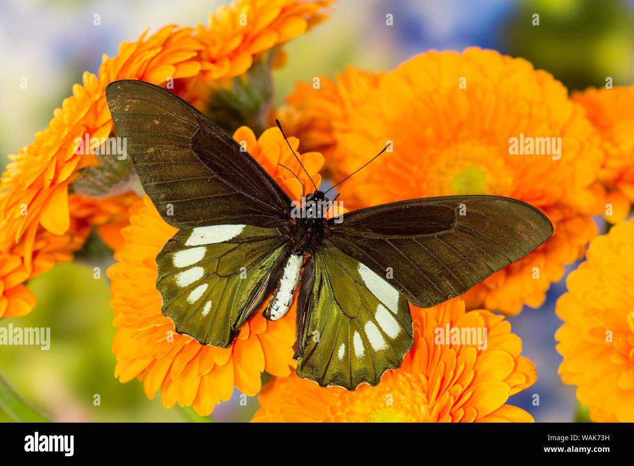 Tropischer Schmetterling, Battus madyes, auf orange Gerber Daisy Stockfoto