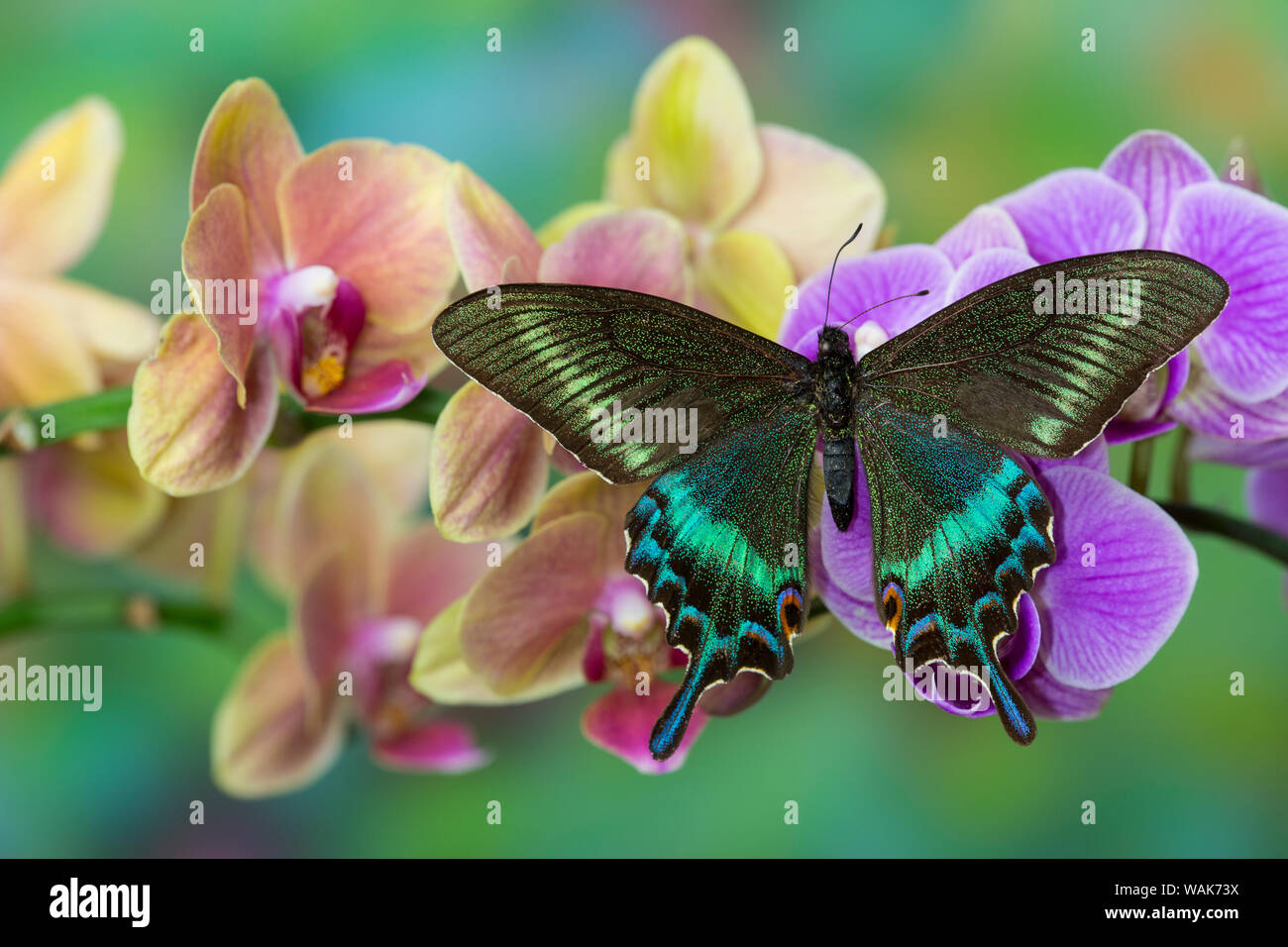 Motte Orchidee, Phalaenopsis und tropischen Schwalbenschwanz Schmetterling, Papilio maackii Stockfoto
